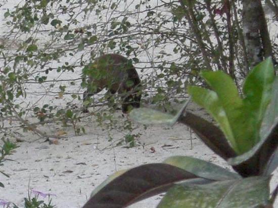 伊莉萨白女王二世植物园-大开曼岛必去景点