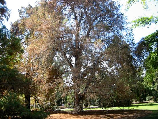 亨廷顿图书馆-圣玛利诺必去景点