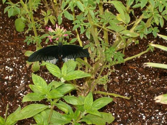 Butterfly House-Whitehouse必去景点