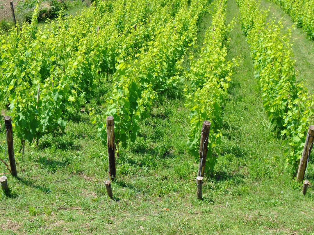 Azienda Agricola L'Arco Antico-Pozzilli必去景点