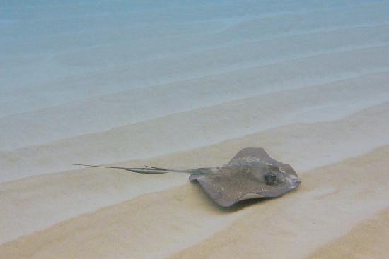 Spring Bay-维京果岛必去景点