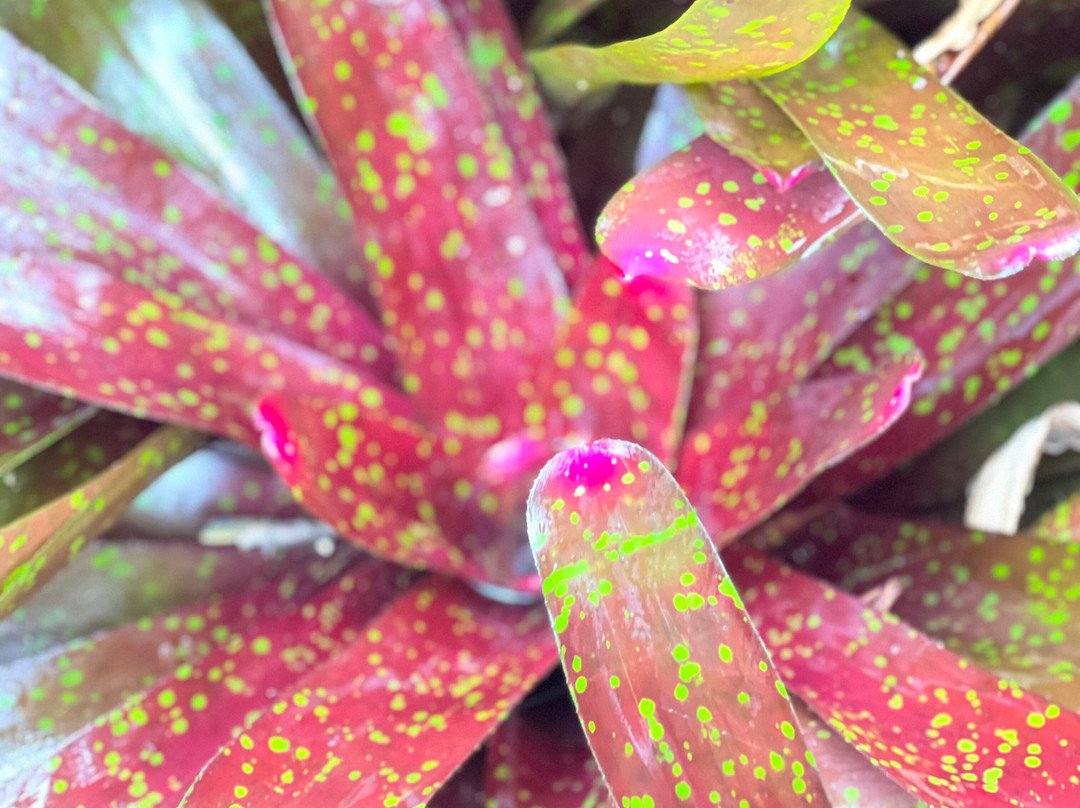 Paleaku Gardens Peace Sanctuary-库克船长必去景点