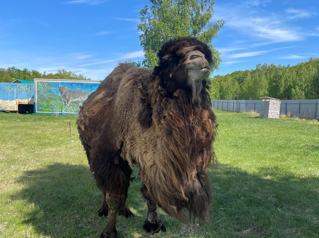 Amusement Park Zoo and Ostriches-Privolzhskii必去景点