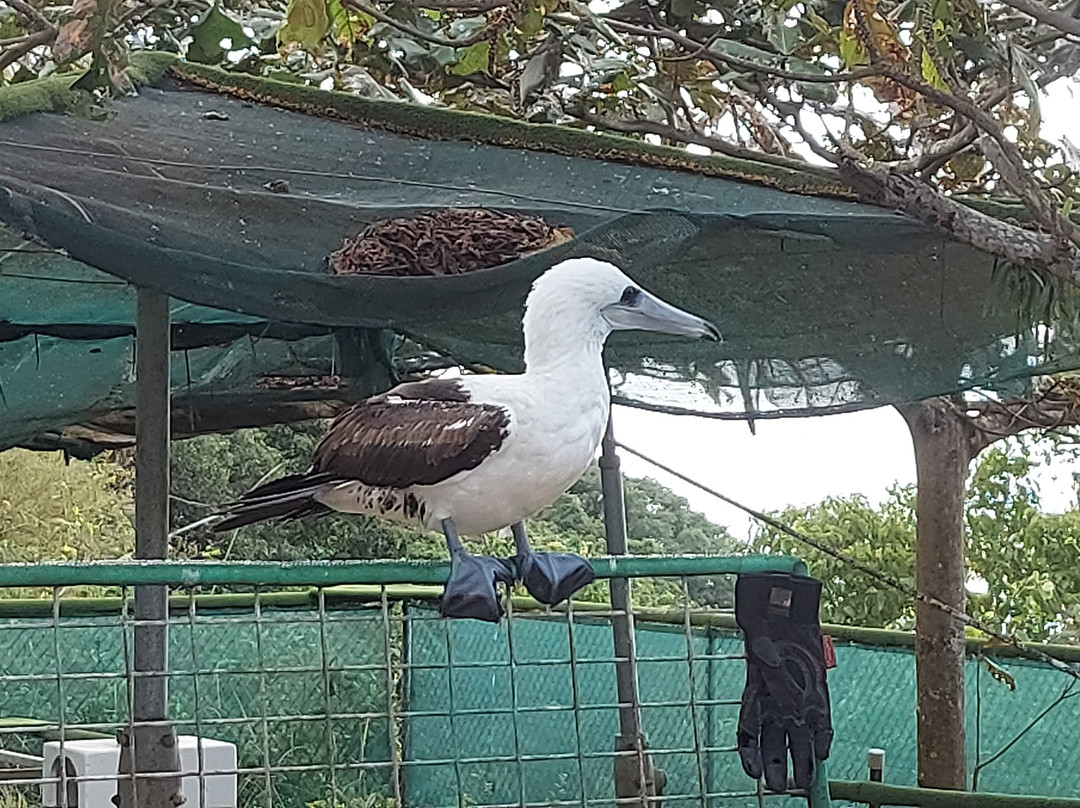 National Park Bird Feeding-圣诞岛必去景点