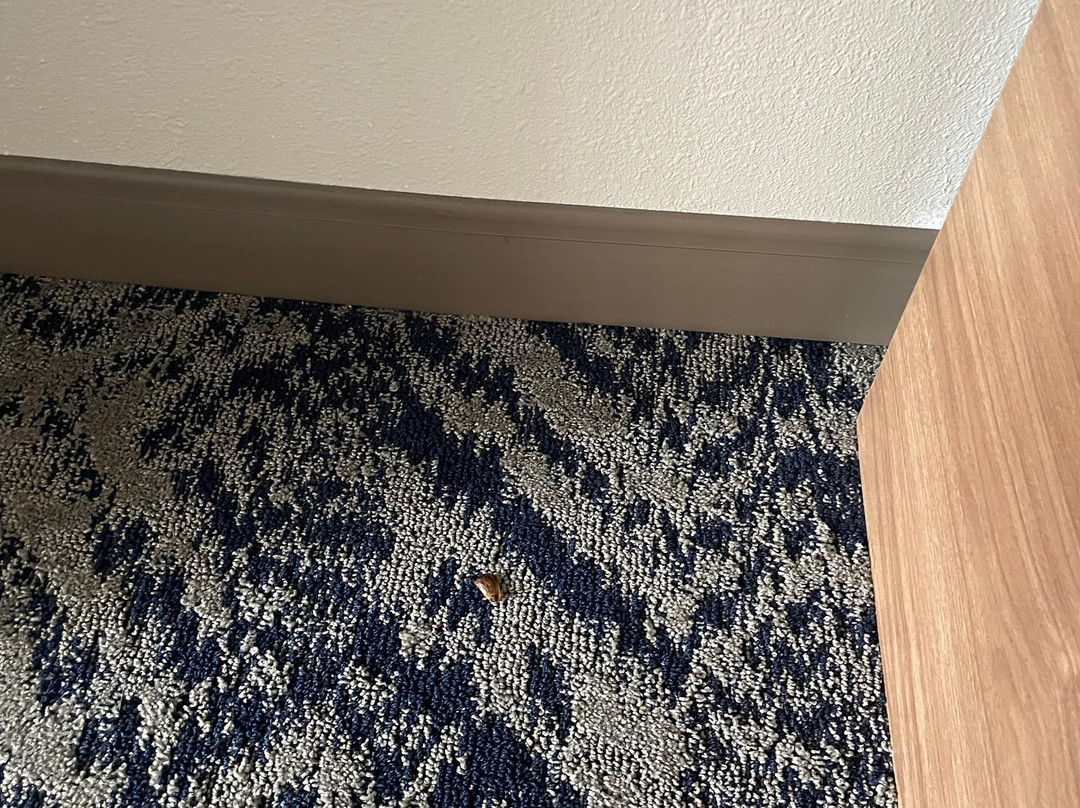 尚佩恩乌班纳大学区烛木套房酒店主图