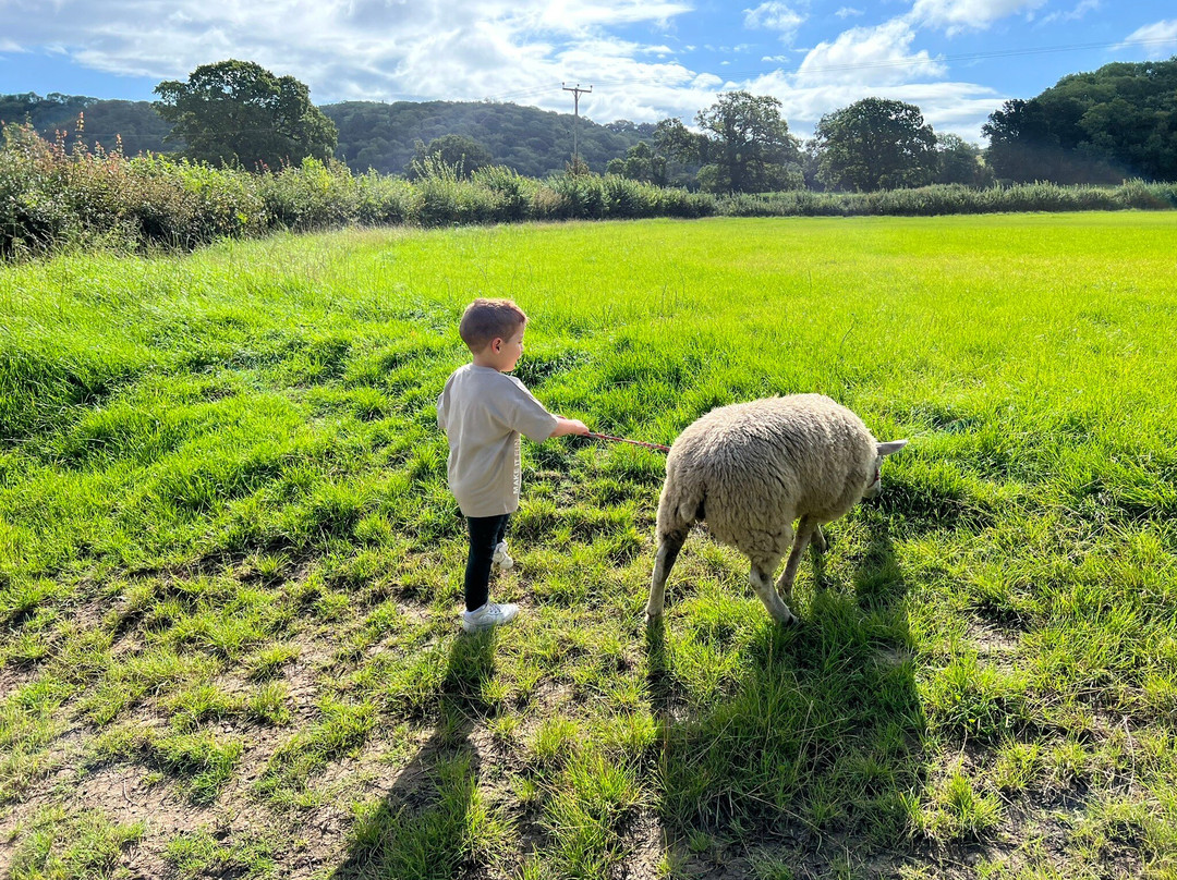 Somerset Sheep Trekking景点图片