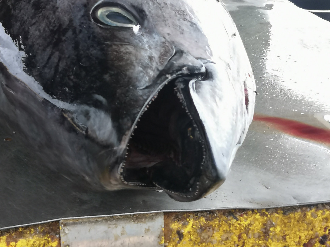 Port of Palmeira-Palmeira必去景点