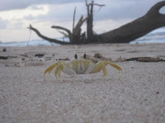 Soup Bowl-Bathsheba必去景点