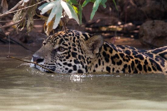 Pantanal Nature-Cuiaba必去景点