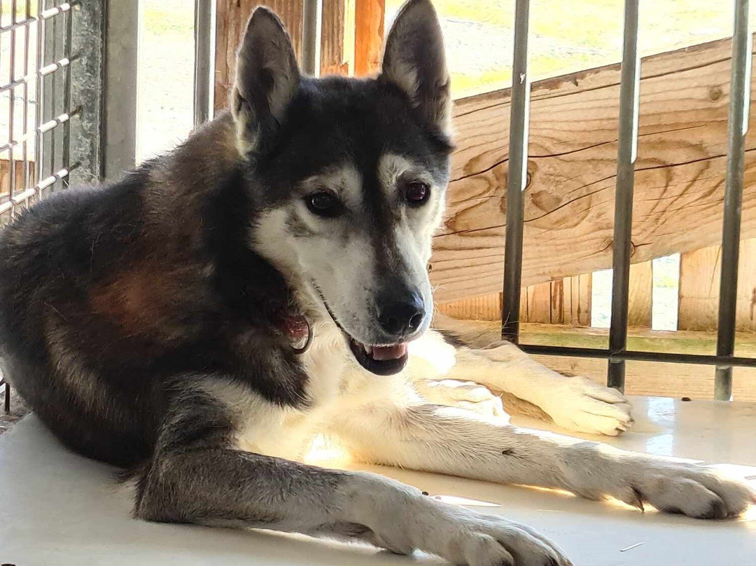 La Ferme des Chiens de Traineaux Aillons Margeriaz-Aillon-le-Jeune必去景点