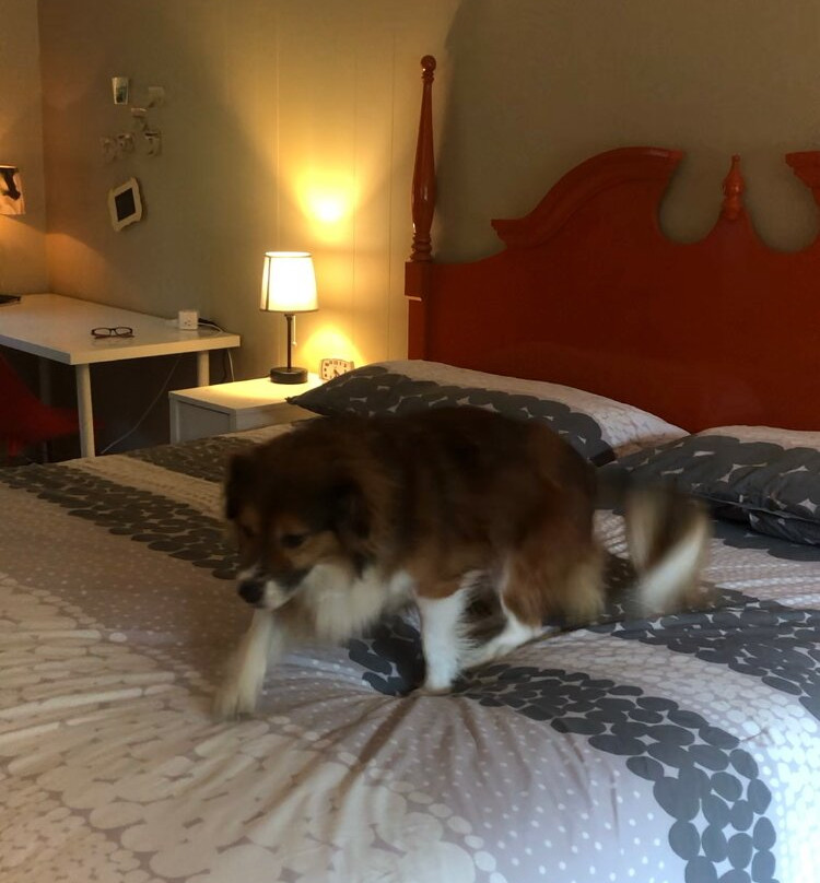 The Little Lion主图