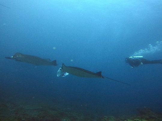 海王巴厘潜水俱乐部-沙努尔必去景点