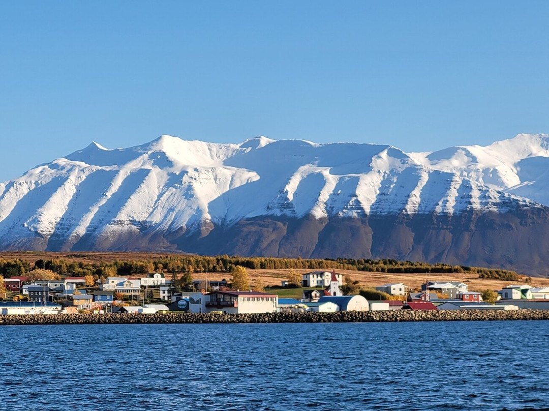 Arctic Sea Tours Whale Watching-Dalvik必去景点