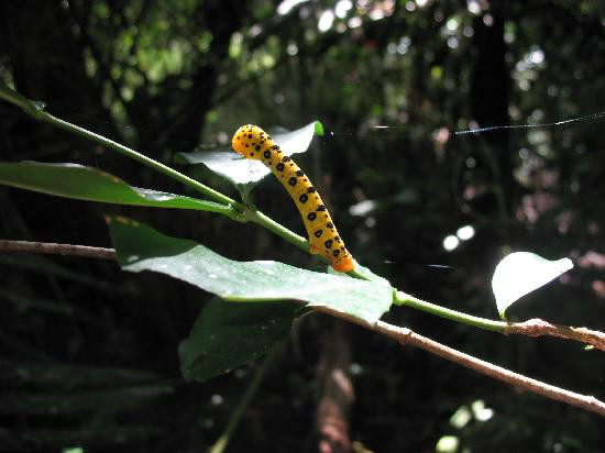 Heritage & Interpretive Tours-Daintree必去景点