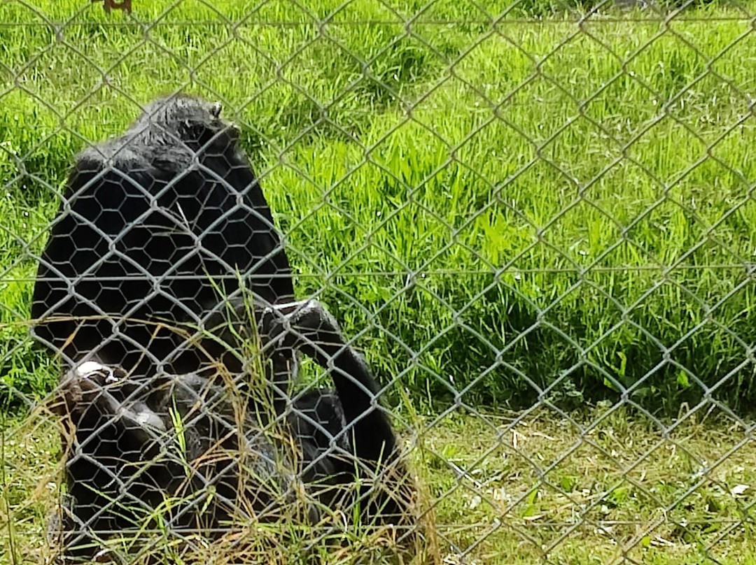 Centro De Rescate Y Recuperación De Primates Rainfer景点图片