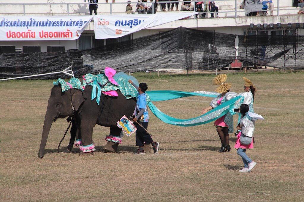 Surin Elephant Round-up-素林必去景点