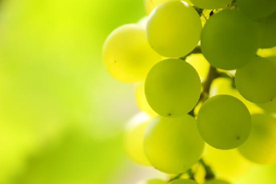 Ruby Tours - Extraordinary Food & Wine Tours景点图片