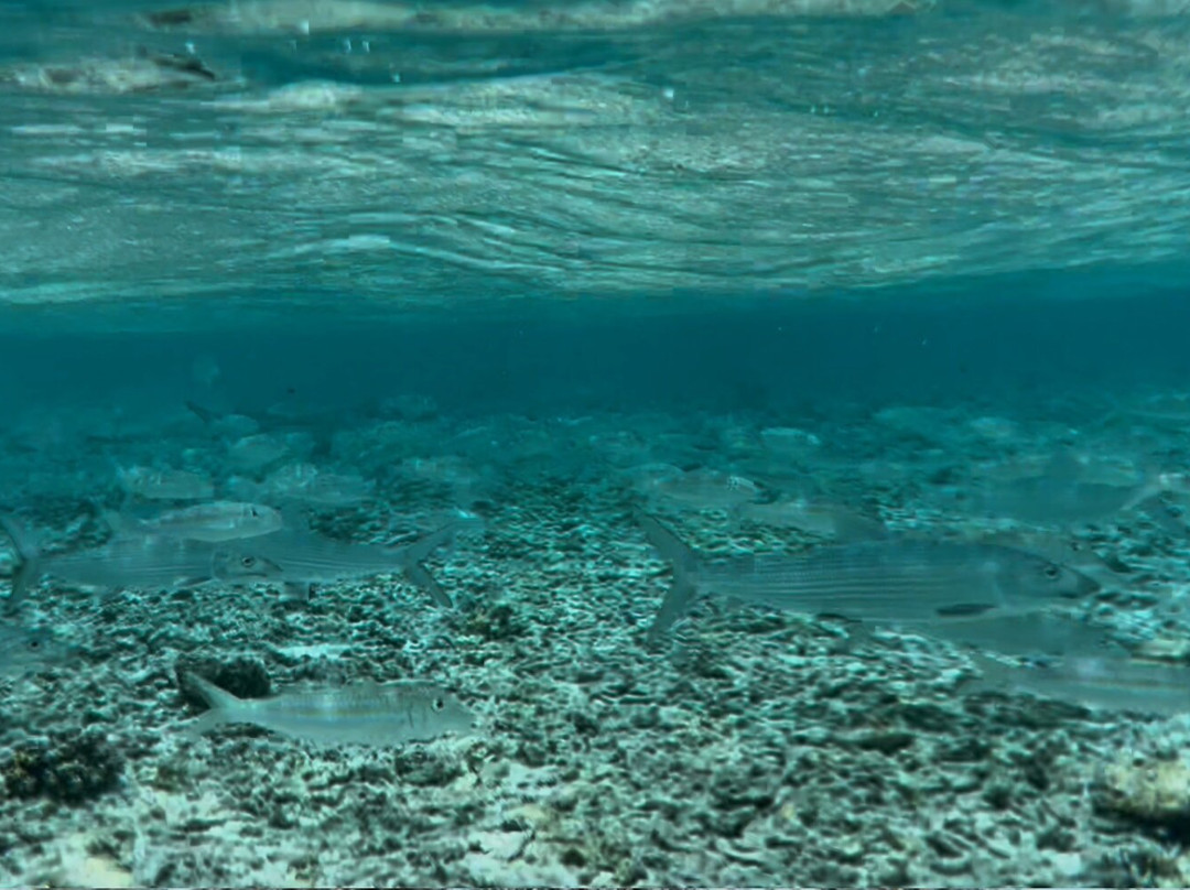 Scout Park-West Island必去景点