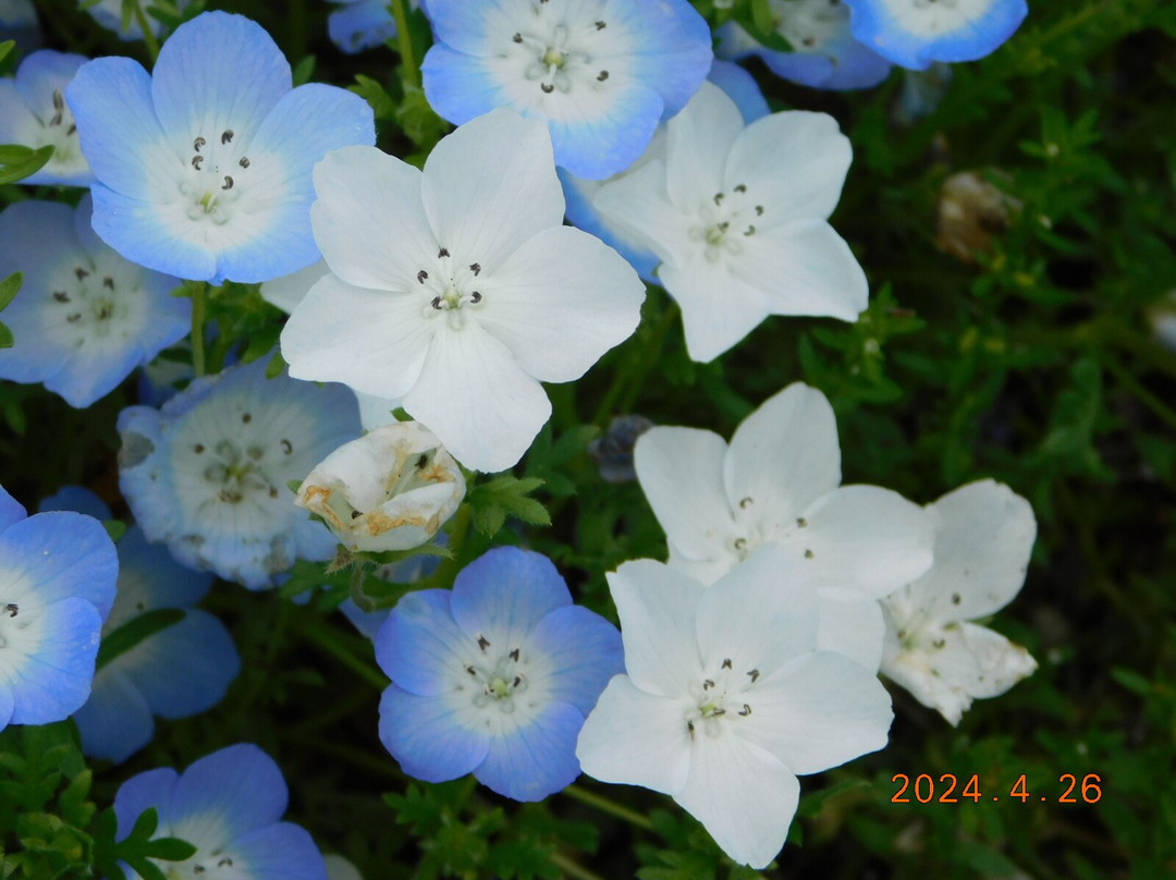 Umami-kyuryo Park-河合町必去景点