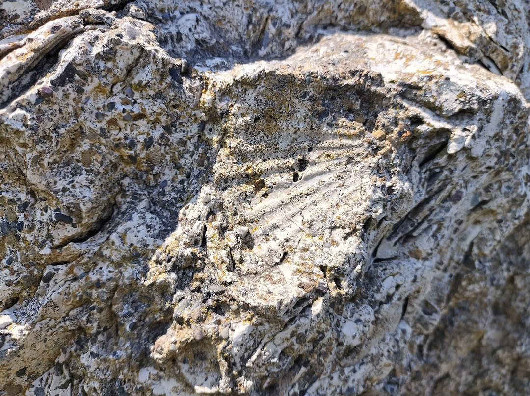 Scallop Fossils-猿拂村必去景点