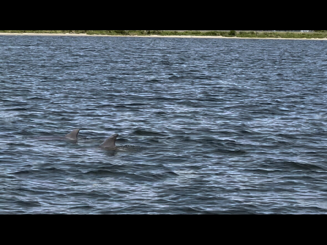 Harbor Star Dolphin Tours景点图片