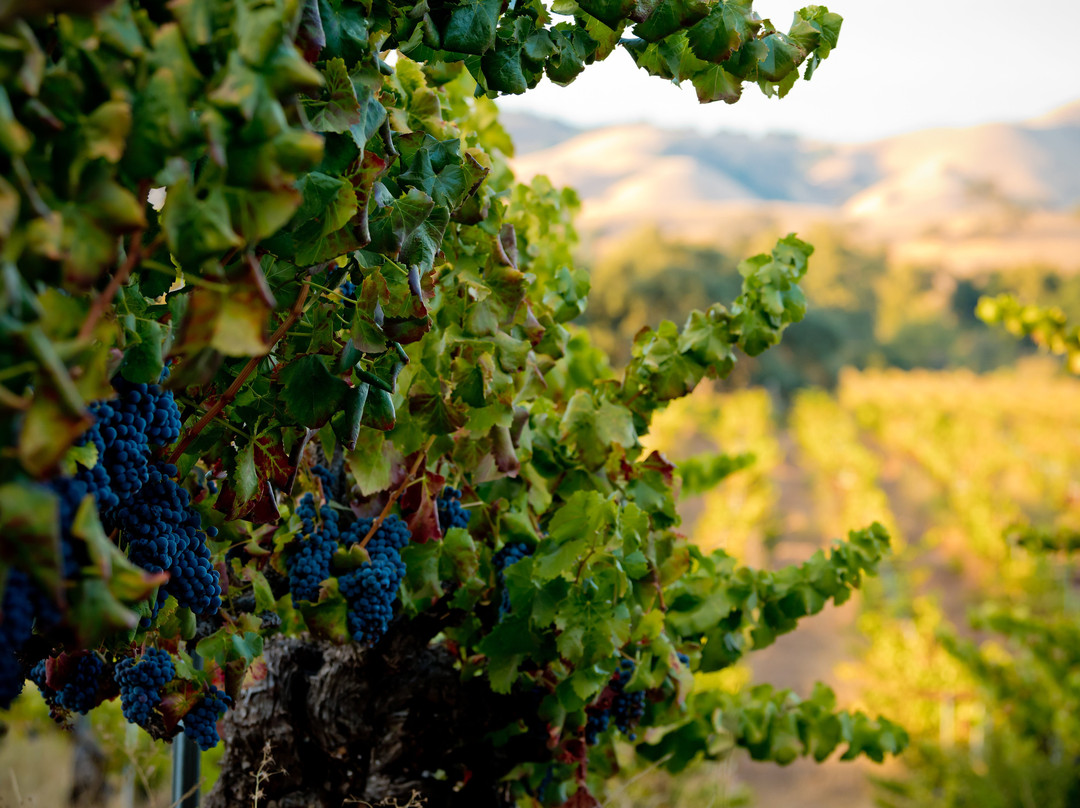 Besson Family Vineyard-吉尔罗伊必去景点