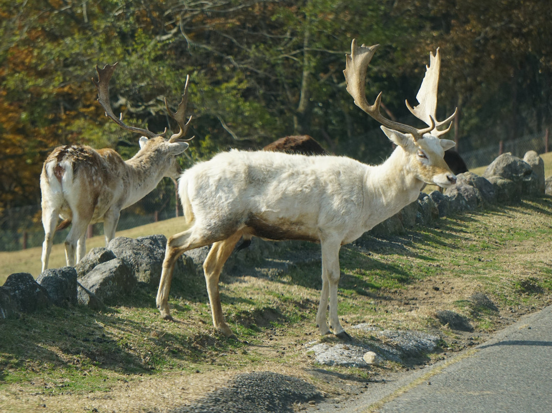 African Safari-宇佐市必去景点