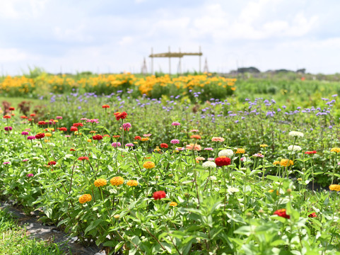 Horton's Flower Farm-Riverhead必去景点