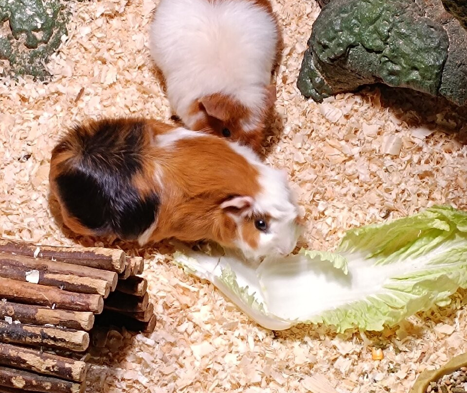 Latgale Zoological Garden-Daugavpils必去景点