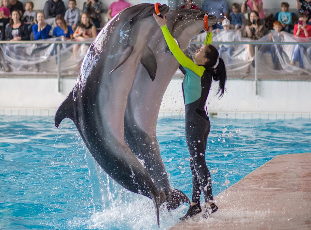 Dolphinarium Naberezhnye Chelny-Naberezhnye Chelny必去景点