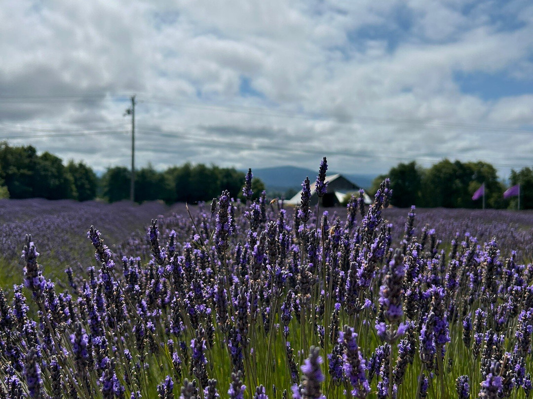 B & B Family Lavender Farm景点图片