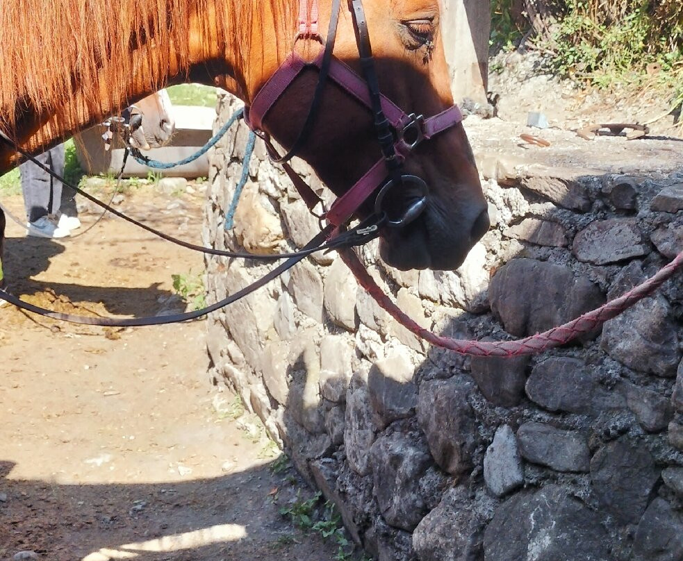 Aalpes Équitation景点图片