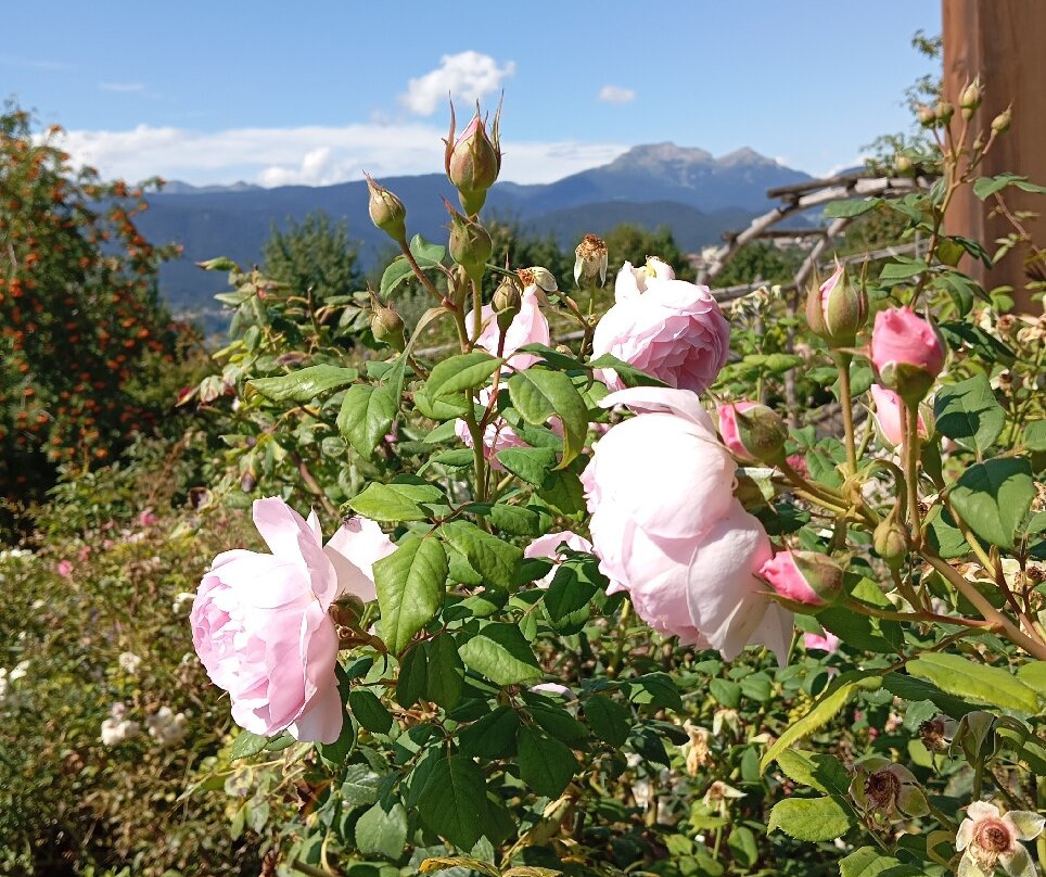 Giardino della Rosa景点图片