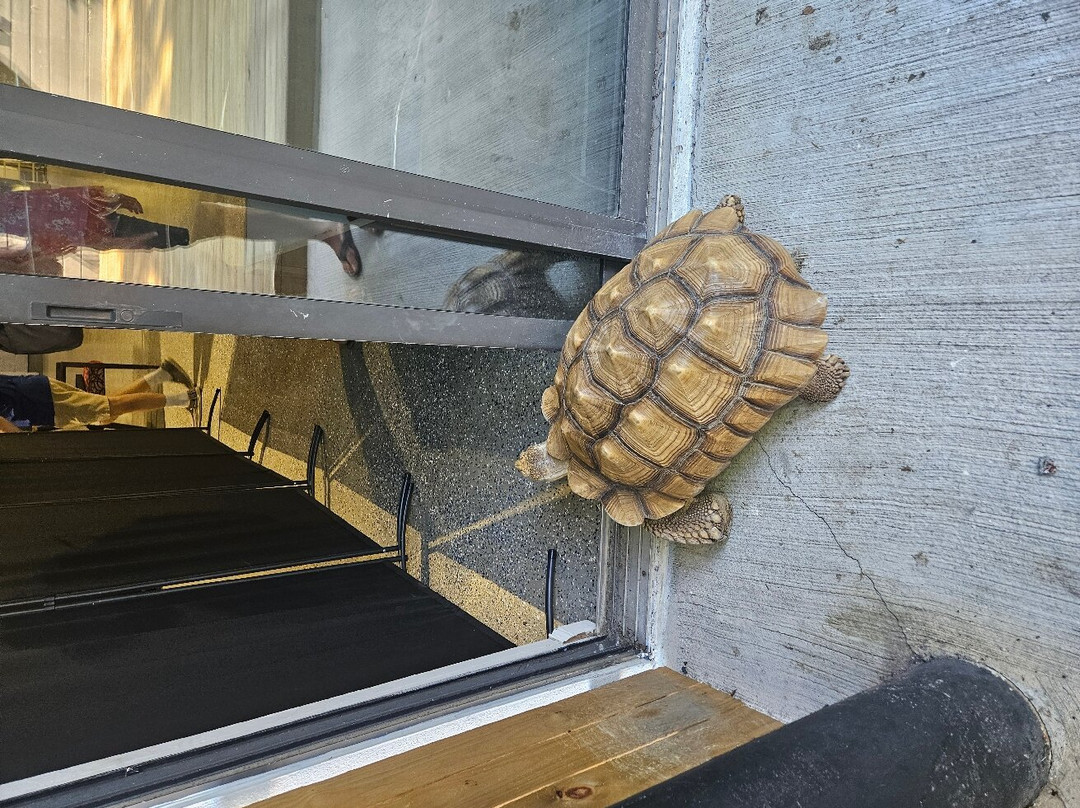 Tampa Bay Rescues-马德拉海滩必去景点