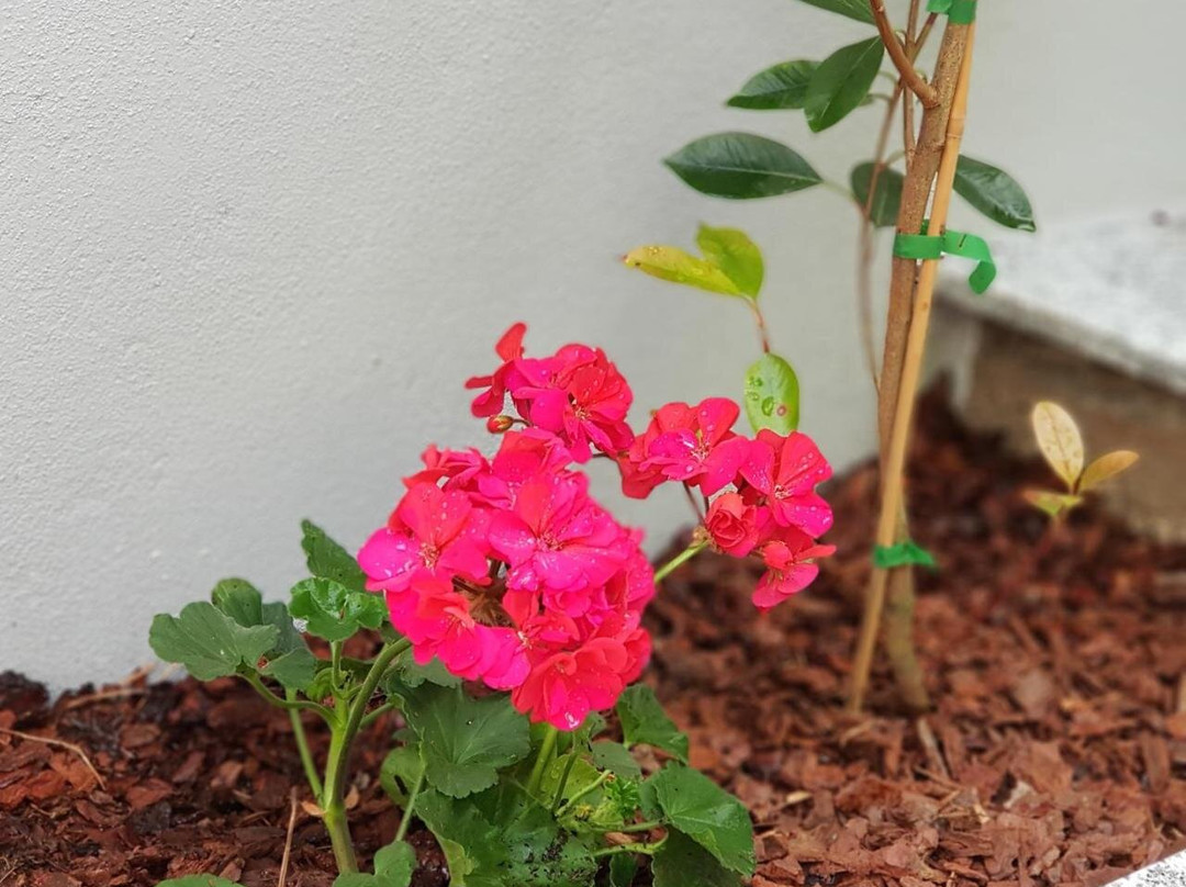 A Francos Metro主图