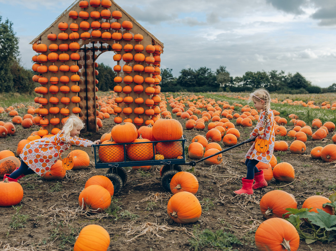 The Pumpkin Patch At Bewholme景点图片