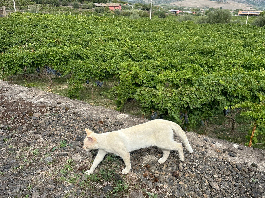 Azienda Agricola Filippo Grasso景点图片