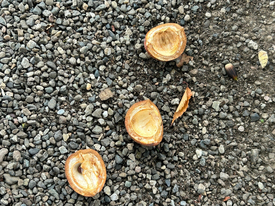 Ise Shrine-足利市必去景点