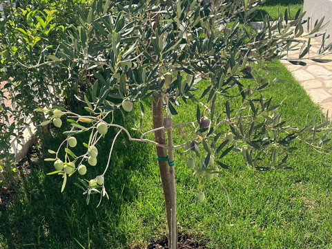 San Lorenzo Summer Dream  Cretan Yacht-雷斯蒙必去景点