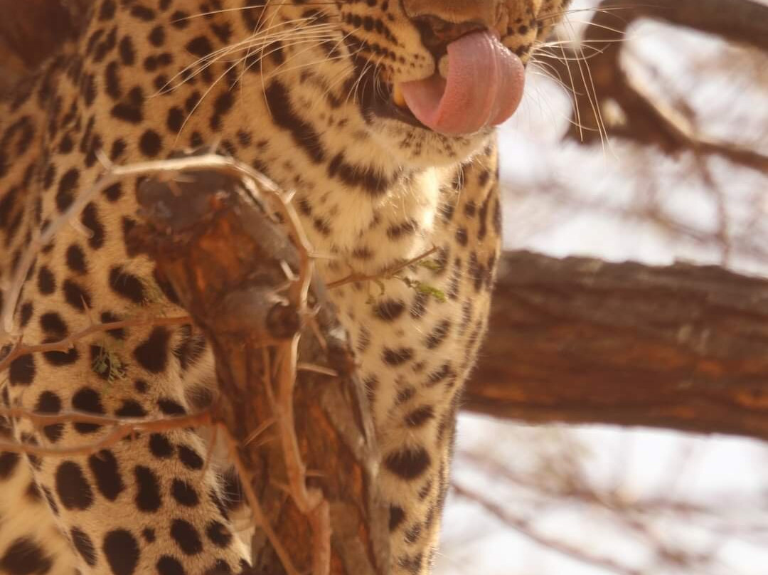 Moholoholo Wildlife Rehabilitation Centre景点图片