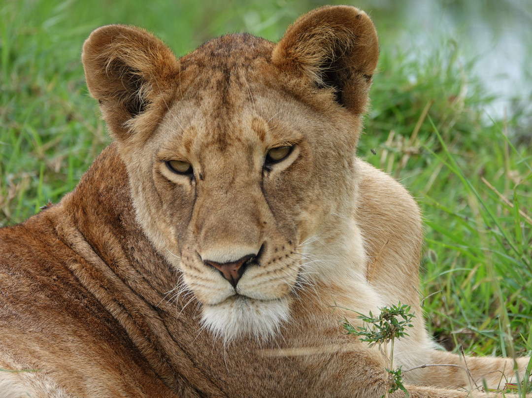 Tan Spirit Safari-阿鲁沙必去景点