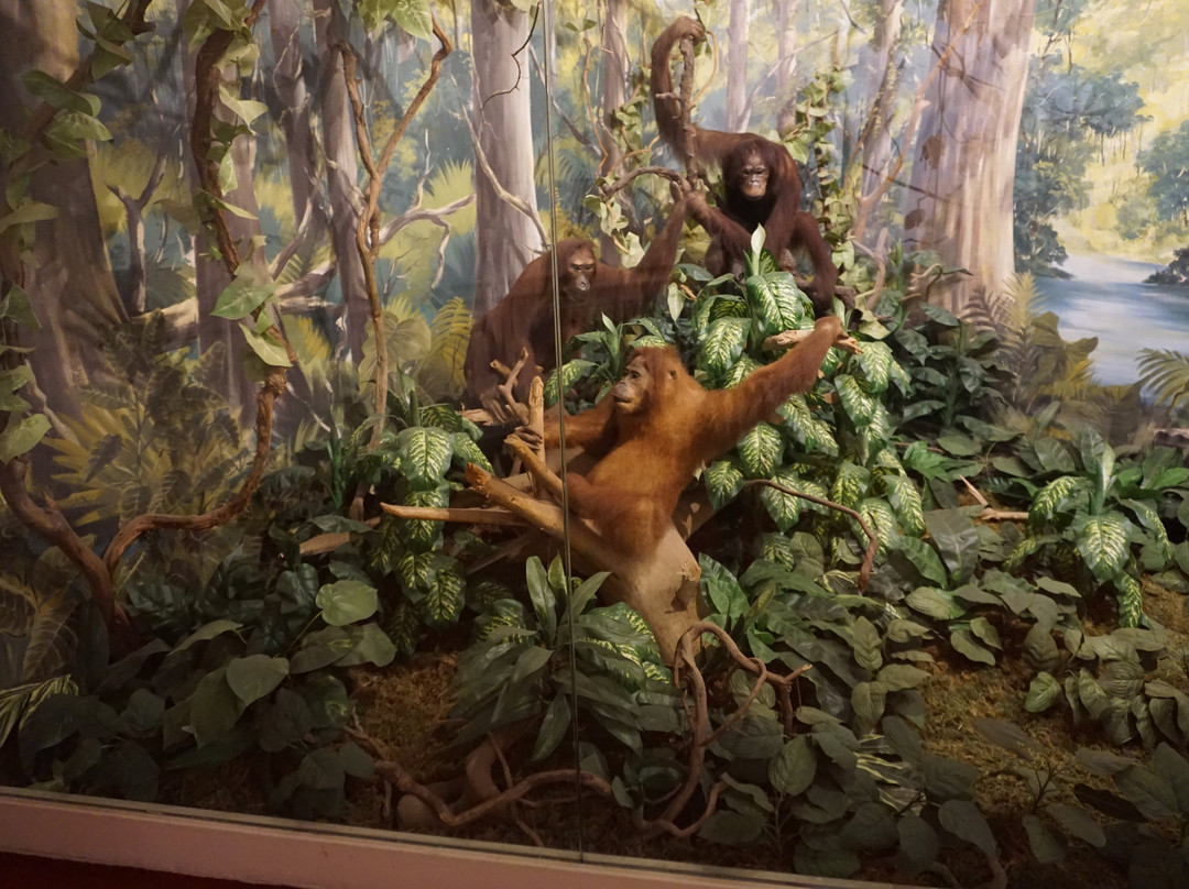 Museum-Brijuni National Park必去景点