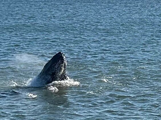 Jersey Shore Whale Watch景点图片