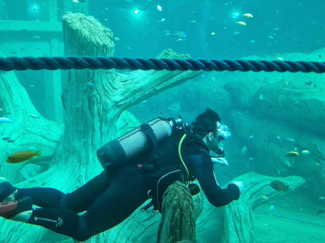 TODI The Ultimate Diving Experience-Beringen必去景点