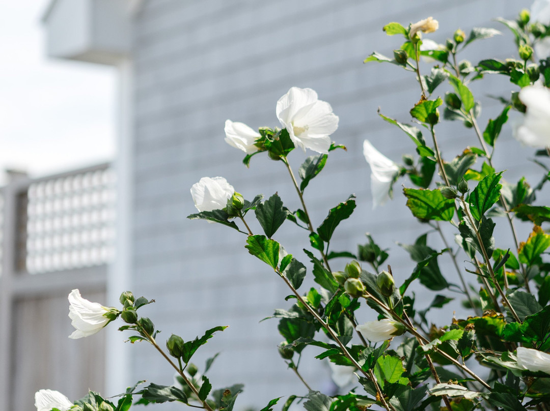 1661 Farm & Garden-新肖勒姆必去景点