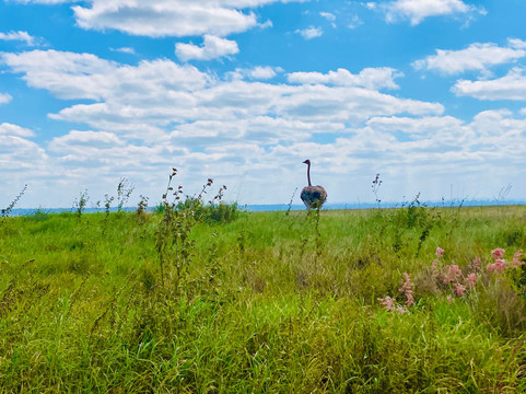 Tony's Taxi Service-内罗毕必去景点