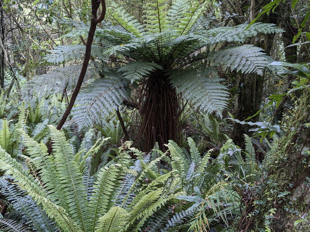 Ōrokonui Ecosanctuary-但尼丁必去景点