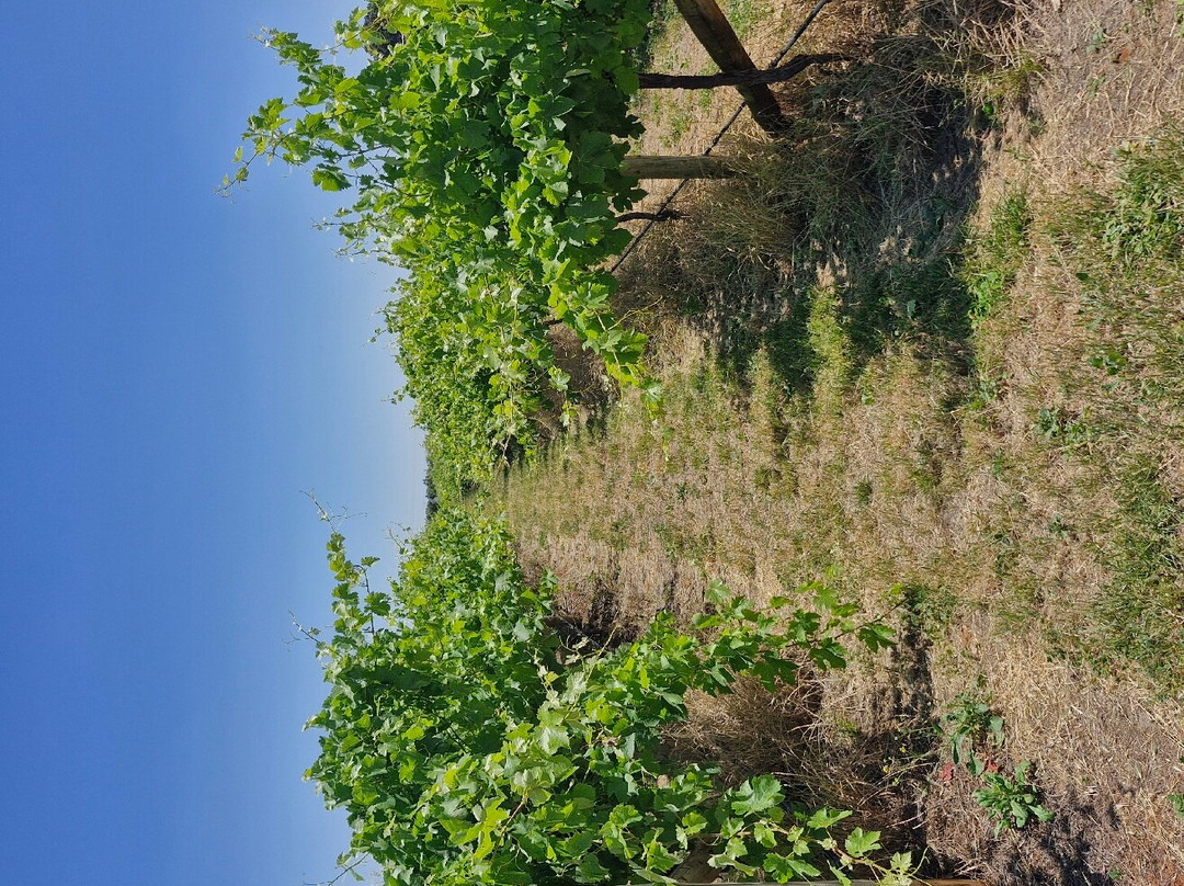 Coonawarra Wineries Walking Trail-Coonawarra必去景点