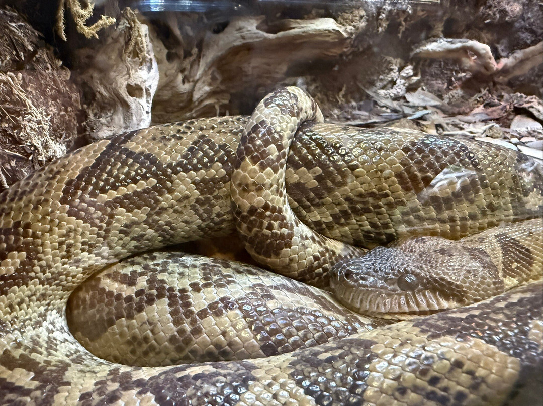 Animal World and Snake Farm Zoo-新布朗费尔斯必去景点