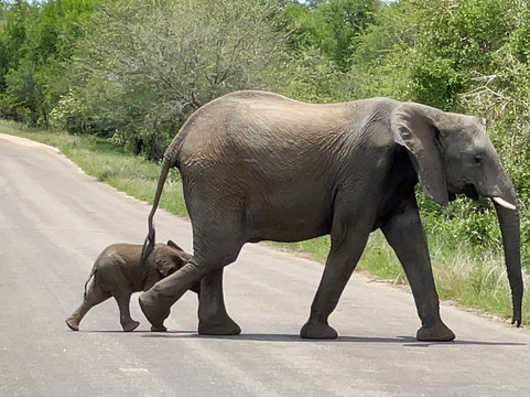Dongeni Safaris-雾观必去景点
